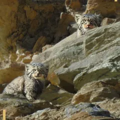 A pair of Pallas's Cats, also known as manuls, peer from their rocky hideout in the cold desert of Ladakh. These expressive and rare small cats are a special sighting on our high-altitude wildlife tours.