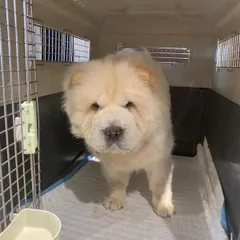 Meet Eva, a majestic Chow Chow, ready for her flight from Ahmedabad to Russia. We use IATA-approved crates that are spacious and well-ventilated, ensuring your pet's safety and comfort during international air cargo transport.