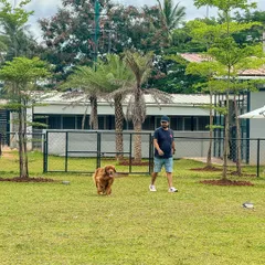 A man and his Golden Retriever enjoying a leisurely stroll across the expansive green lawn.