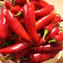 I only use fresh, high-quality ingredients. These are the vibrant, farm-fresh red chillies that go into my spicy Red Chilli Pickle, chosen for their color and heat.