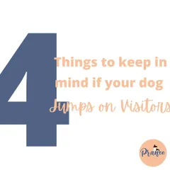 Does your dog jump all over visitors? It's a common issue! I have a simple, 4-step process to help you teach them polite greetings, making visits from friends and family much more relaxed.