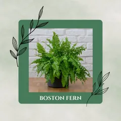 Boston Ferns act as natural humidifiers while also removing pollutants like formaldehyde from the air. They bring a soft, feathery texture to any room.