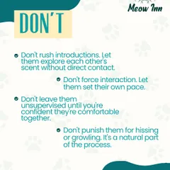 Just as important as the 'do's' are the 'don'ts'. Avoid forcing interactions and let your new cat set the pace. Patience is the most important tool for a successful introduction.