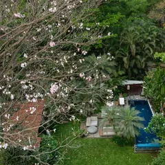 An aerial shot of a garden renovation centered around a blooming 35-year-old Tabebuia tree. The design respects the site's history, integrating a new timber deck and pool into the existing lush, tropical environment.