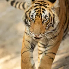 There's nothing like the feeling of a tiger walking straight towards you. This head-on shot captures the intense gaze and powerful presence of a Bengal tiger. On my workshops, I teach you how to get these impactful, low-angle portraits safely and ethically.