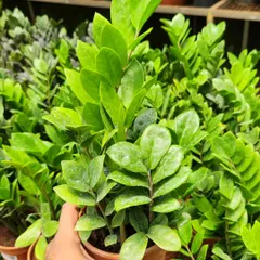 The ZZ Plant is one of the most popular choices for office and corporate greening projects. It's not only stylish and low maintenance, but it's also an excellent air-purifying plant that helps create a healthier workspace.