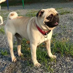 This proud Pug stands tall, enjoying the sights and sounds of the park. Every guest gets to experience the good life at Petboro.