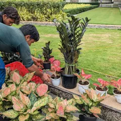 Our team sorts through the selected plants, including Aglaonema and Black ZZ plants, preparing them for arrangement in the indoor planters.