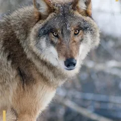 A Eurasian Wolf with a dusting of snow on its fur makes direct eye contact in the Mongolian steppes. Our international expeditions often include encounters with other formidable predators that share the Snow Leopard's habitat.