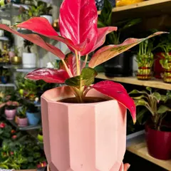 Just look at the stunning color of this Red Aglaonema. Paired with a modern, geometric pink ceramic pot, this plant is a perfect example of how I match beautiful plants with the right planters to create a true statement piece.