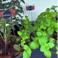 Imagine stepping out to pluck fresh, organic mint for your tea or chillies for your meal. We create convenient kitchen herb gardens like this one, complete with helpful plant labels, making it easy to grow and identify your own produce.