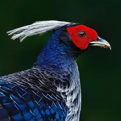 The magnificent Khalij Pheasant in a detailed portrait. The image highlights its striking red facial skin, elegant white crest, and the intricate pattern of its deep blue and grey plumage, showcasing the regal beauty of this gamebird.
