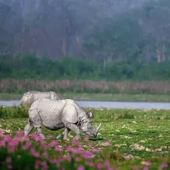A massive one-horned rhinoceros grazes peacefully in a field of pink flowers. This wildlife shot beautifully contrasts the powerful animal with the delicate surroundings.