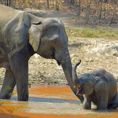 The baby elephant reaches its trunk up to its mother in a touching gesture. These are the intimate moments I look for while documenting elephant family life.