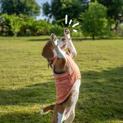 A playful beagle stands on its hind legs, reaching for the sky. This fun, candid shot captures the quirky and adorable personality that makes each pet unique.
