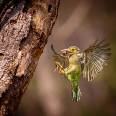 A Brown-headed Barbet arrives at its nest with a berry for its chicks. This in-flight shot captures the moment of parental care and the bird's determined expression.