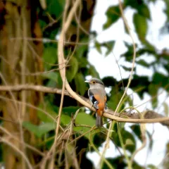 A beautiful Silver-breasted Broadbill perched in the dense forests of Manas. The Northeast is a paradise for bird lovers, offering chances to see species that are found nowhere else in the country.