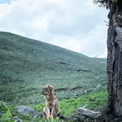 A Himalayan sheepdog enjoying a quiet moment under a tree on a vast meadow. The question of whether a dog is happier wild and free or cozy in a home is a complex one, and moments like this capture the beauty of their independence.