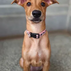 The soulful, trusting eyes of an Indie puppy. This is why I do what I do. My portrait sessions are about creating a calm space where your pet feels comfortable enough to let their true personality shine through for the camera.