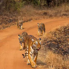 This is the iconic tigress Maya of Tadoba, walking with her cubs. She is a fierce protector, and understanding her behaviour is key to ensuring human and animal safety. My articles often explore the complexities of human-wildlife interactions based on such field observations.