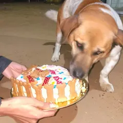 A close-up of a birthday dog getting the first taste of their special cake. These intimate moments are what make private parties so special.