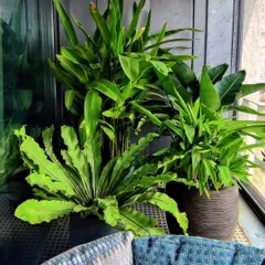Who knew a Mumbai balcony could hold this much calm? This corner features a mix of lush, tropical plants like Bird of Paradise and ferns, creating a peaceful escape from the city.