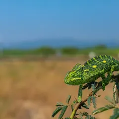 An Indian Chameleon in a thorny bush against the backdrop of the dry grasslands. This wide shot emphasizes the connection between the animal and its environment.