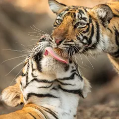 Wildlife photography is not just about grand action, it's about capturing intimate moments. Here, a tigress grooms her cub in Ranthambore, a display of tenderness that tells a deeper story. We take the time to observe these behaviors, leading to more meaningful photographs.