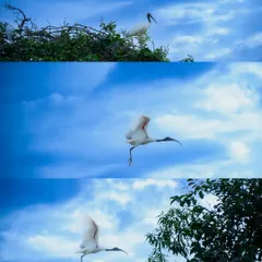 A sequence of shots showing a Black-headed Ibis taking flight. Capturing birds in motion requires a fast shutter and a bit of luck, resulting in dynamic nature photography.