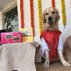This handsome Golden Retriever is dressed in his festive best and ready to enjoy our Diwali gift boxes. He looks so dapper in his traditional red jacket.