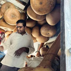 A craftsman inspects the gourds. The quality of the tumba is crucial for the tone and sustain of the sitar.