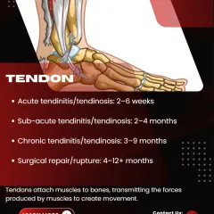 Tendon injuries, like tendinitis, have a longer recovery timeline due to their limited blood flow. Healing can range from 2-6 weeks for an acute issue to over 4 months for a surgical repair.