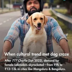 After the movie '777 Charlie' was released, the demand for female Labradors skyrocketed in cities like Mangalore and Bengaluru. This is a local example of how media can create a 'dog craze'.