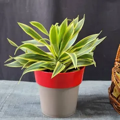 A beautiful Dracaena 'Song of India' plant in a two tone pot. This plant is a great air purifier and adds a dramatic touch with its yellow and green striped leaves.