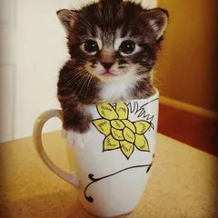 We believe feline friends are family too. This tiny, adorable kitten peeking out of a teacup represents the cats and kittens we help place in loving homes. We can guide you through the process of cat adoption.