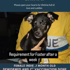 This tiny one month old Indie puppy is dewormed, vaccinated, and in urgent need of a foster or forever home. Giving a home to a puppy this young is an incredibly rewarding experience as you watch them grow and learn.