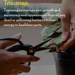 Trimming your plants helps encourage new growth and maintains a neat look. I recommend snipping off any dead or yellowing leaves to redirect energy to healthier parts of the plant.