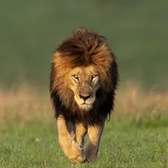 A huge male lion with a magnificent mane walks towards us in the golden light of the Maasai Mara. Capturing this powerful, head on walk is a key goal on my African photo safaris.