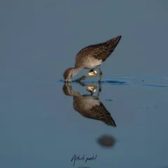 A Wood Sandpiper and its perfect reflection in the calm, blue water. These reflection shots require a low angle and still conditions, creating a serene and balanced composition.