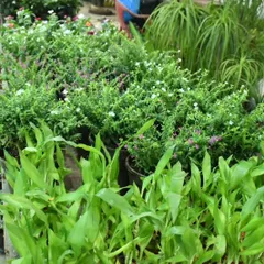 From lucky bamboo to small flowering shrubs, our collection caters to all tastes and needs. We grow and source a wide range of plants known for their beauty, resilience, and positive energy.