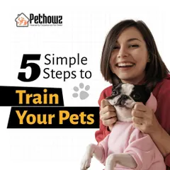 We believe training should be a positive experience for you and your pet. This guide introduces our simple, five-step approach to effective pet training, built on a foundation of trust and clear communication.
