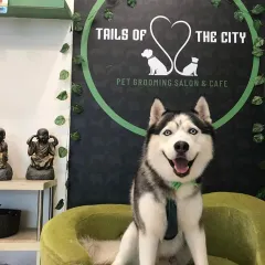Spark the Husky is looking majestic and feeling fresh after a de-shedding treatment and bath. Regular grooming is essential for double-coated breeds to manage shedding and maintain a healthy coat.