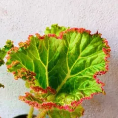 The incredible texture of a Begonia leaf with its frilly, red-tinged edges. Begonias come in an astonishing variety of shapes and colors, and I love curating the more unusual ones.