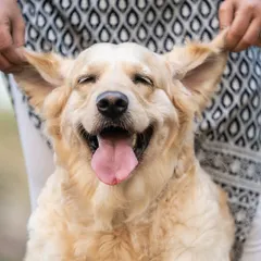 The pure bliss of an ear rub in the great outdoors. It's these candid moments of happiness and connection that I love to capture during an outdoor pet photography session.