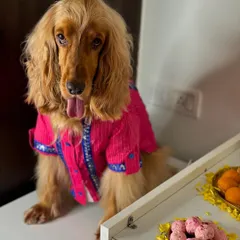 Posto looking dapper in his pink kurta for Ganesh Chaturthi, patiently waiting for his share of the prasad.