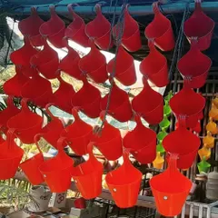 My 6-inch hanging pots are perfect for adding a splash of color to your balcony. They come ready to hang and are available in bulk. Buy now to easily decorate your outdoor space.