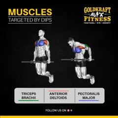 Dips are a powerful bodyweight exercise that targets multiple muscles. They are fantastic for building your triceps, anterior deltoids (front shoulders), and pectoralis major (chest).