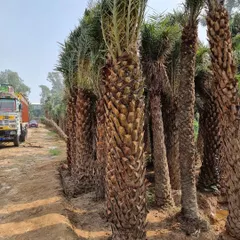 These Date Palms are ready for transport and delivery to a project site. I handle the logistics to ensure the plants arrive safely and are installed correctly.
