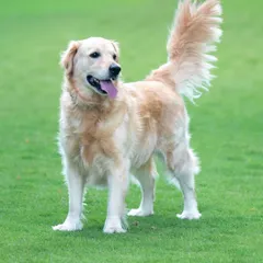 A beautiful Golden Retriever standing proud against the lush green grass of a Bengaluru park. This kind of outdoor pet portrait highlights the happy, majestic nature of our furry friends in natural light.