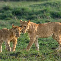 A lioness leans in to lovingly nuzzle her cub, and both lock eyes with the camera. This is a rare and powerful moment of connection, set against the fresh green grass of the savanna.